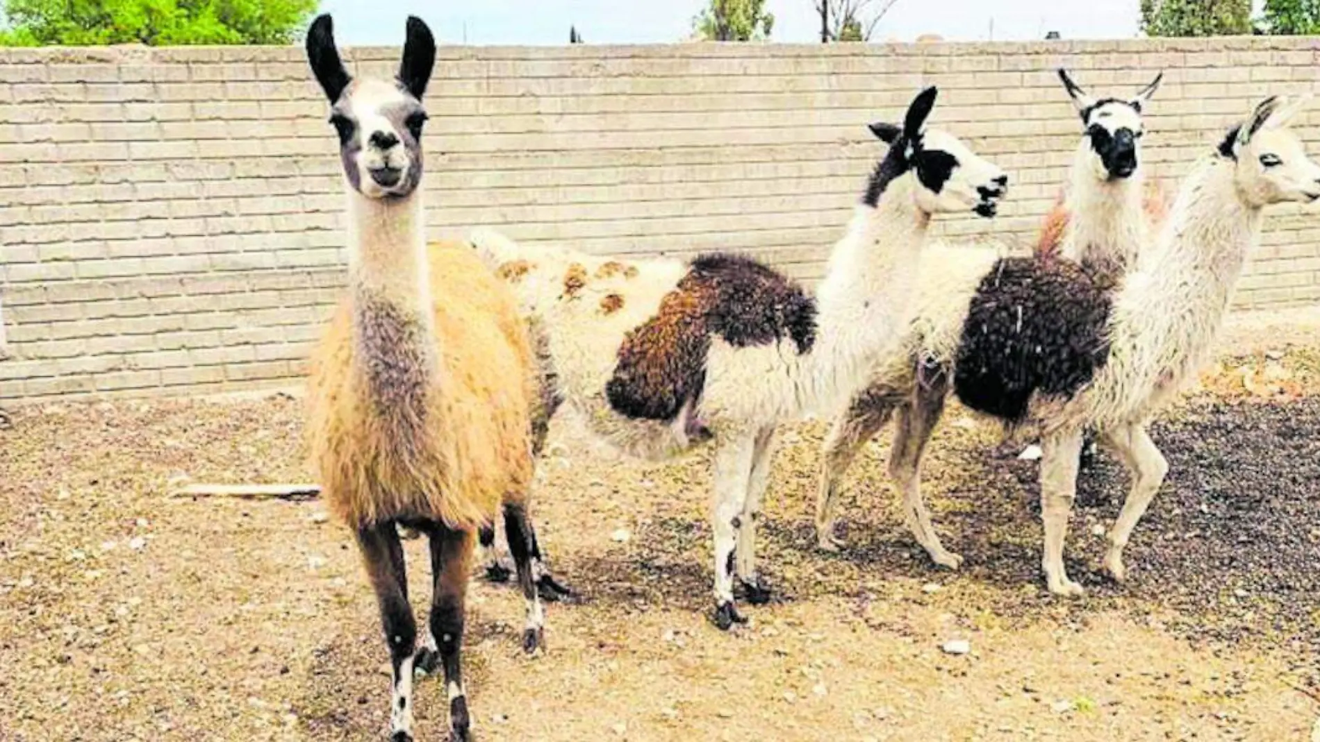 Llamas en cautiverio en Zacatecas